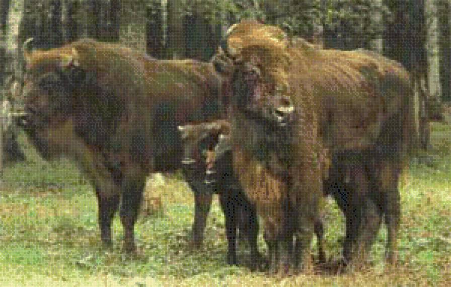 симья - жывотные - предпросмотр