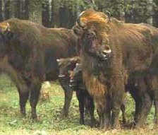 Схема вышивки «симья»