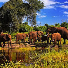 Схема вышивки «слоны»