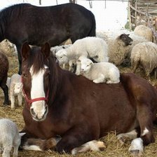 Схема вышивки «лошади»