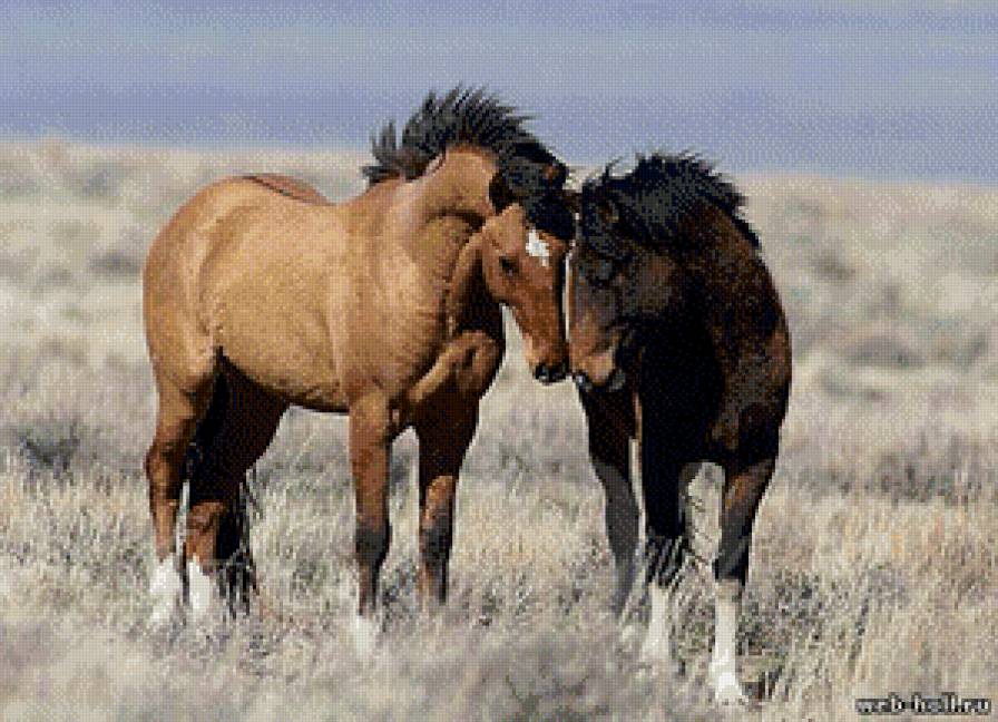 лошади - жывотные - предпросмотр