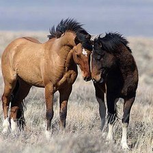 Схема вышивки «лошади»