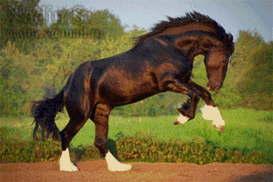 лошади - жывотные - предпросмотр