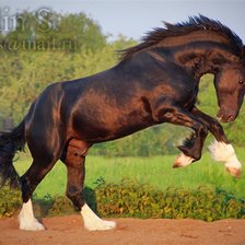 Схема вышивки «лошади»