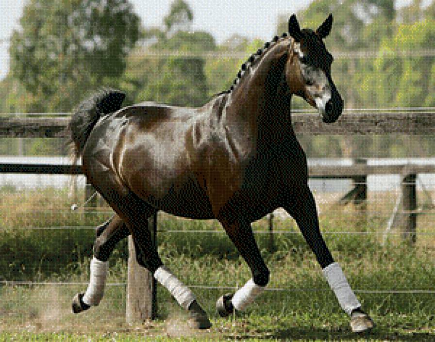 лошади - жывотные - предпросмотр