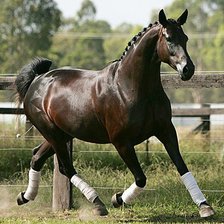 Схема вышивки «лошади»