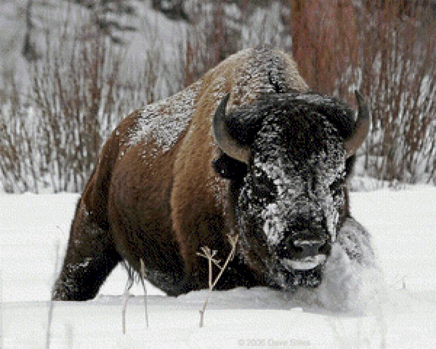 бизон - жывотные - предпросмотр