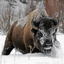 Схема вышивки «бизон»