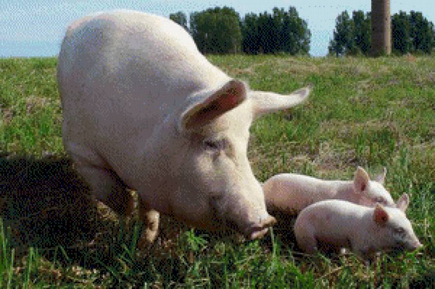 симья - жывотные - предпросмотр