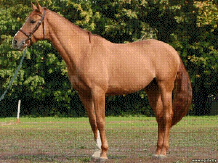 лошади - жывотные - предпросмотр