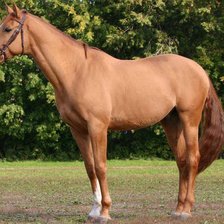 Схема вышивки «лошади»