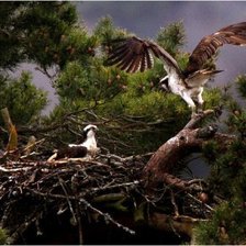 Схема вышивки «гнездо»