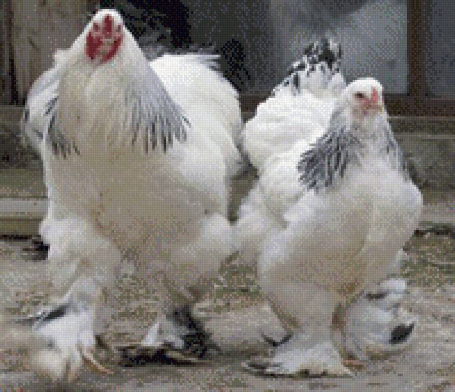 год петуха - птицы - предпросмотр