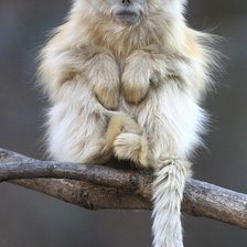 Схема вышивки «год обезьяны»