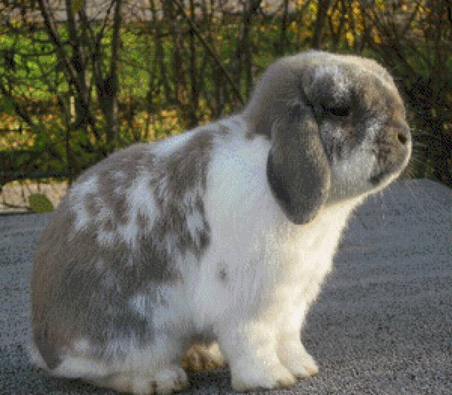 год кролика - жывотные - предпросмотр