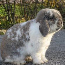 Схема вышивки «год кролика»