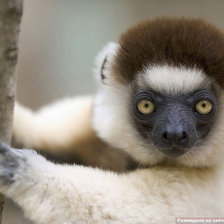 Схема вышивки «год обезьяны»