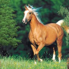 Схема вышивки «год лошади»