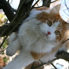 Схема вышивки «год кошки»