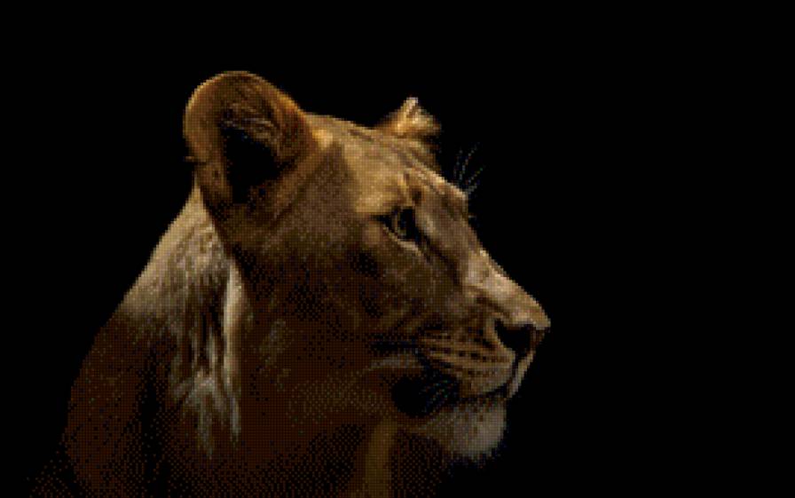 львица - кошки, лев - предпросмотр