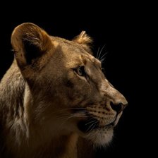 Схема вышивки «львица»