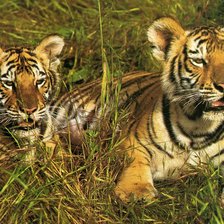 Схема вышивки «тигрята на траве»