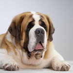 Схема вышивки «собаки»