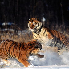 Схема вышивки «тигер»