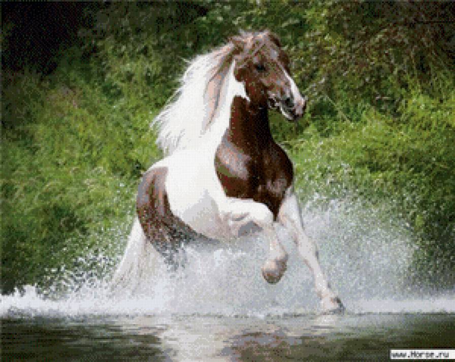 лошади - животние - предпросмотр