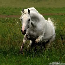 Схема вышивки «лошади»