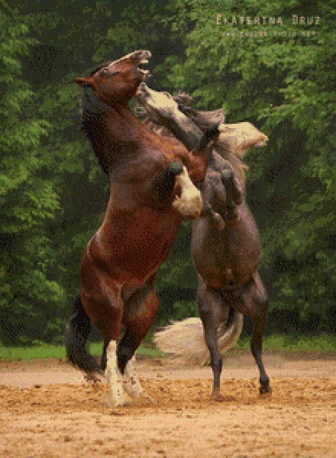 лошади - животние - предпросмотр
