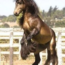 Схема вышивки «лошади»