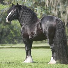 Схема вышивки «лошади»