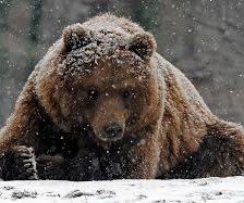 Схема вышивки «мишки»