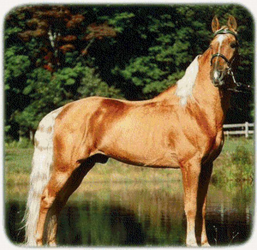 лошади - животние - предпросмотр