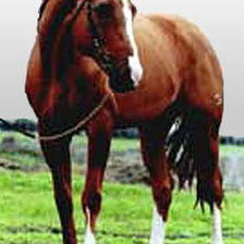 Схема вышивки «лошади»