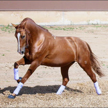 Схема вышивки «лошади»