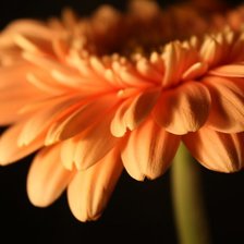 Схема вышивки «герберы»