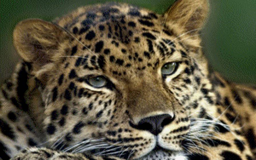 ягуар - кошки - предпросмотр