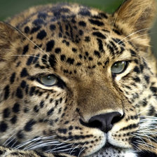 Схема вышивки «ягуар»