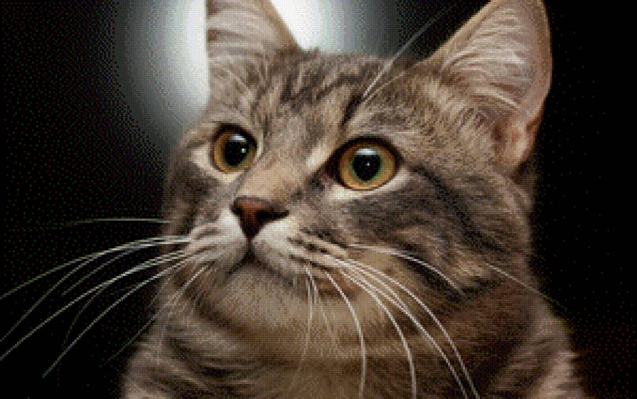 котейка - кошки - предпросмотр