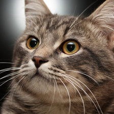 Схема вышивки «котейка»