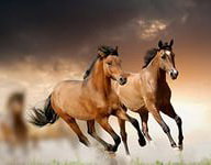 Схема вышивки «табун»