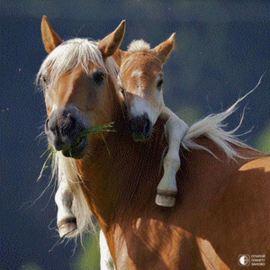 лошадка - предпросмотр