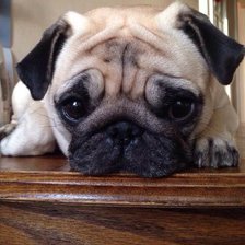 Схема вышивки «мопс»