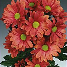 Схема вышивки «хризантема»