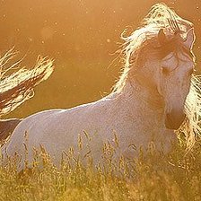 Схема вышивки «солнечное утро»