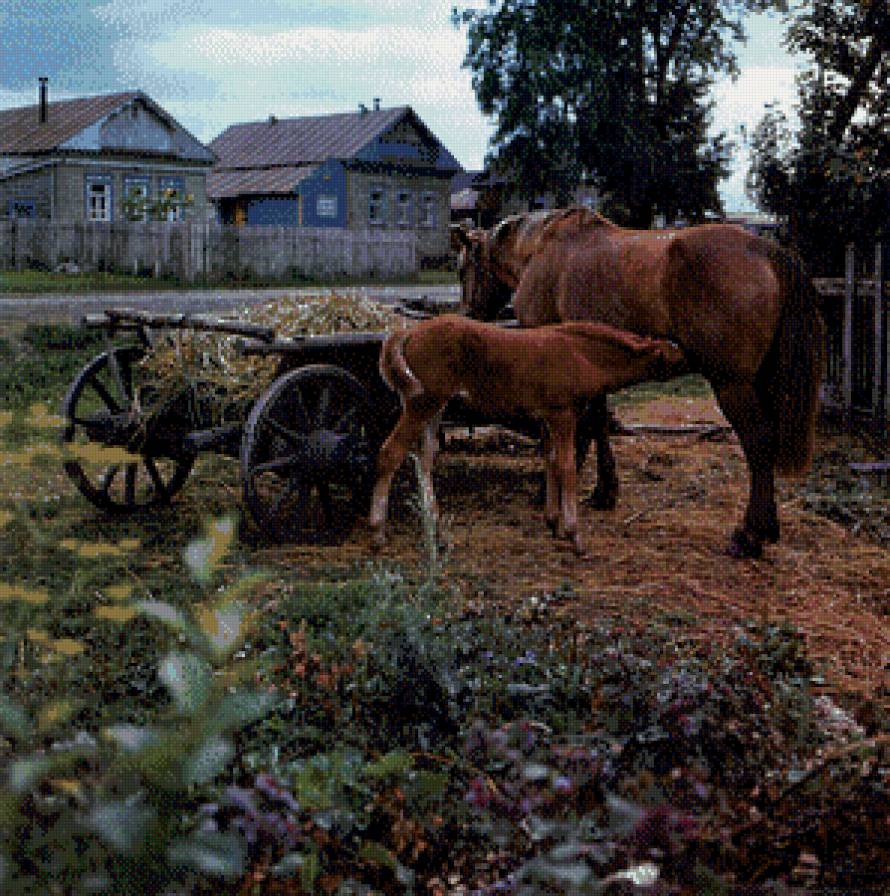 лошади - животние - предпросмотр