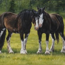 Схема вышивки «лошади»