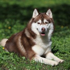 Схема вышивки «собаки»